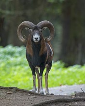 European mouflon (Ovis gmelini musimon), european mouflon Ram with strong horns, Hoher Fläming