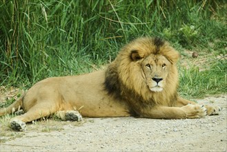 Asiatic lion (Panthera leo persica), male, captive, distribution africa