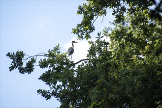 Grey heron on the branch of an oak tree, Niegripper See bird sanctuary, Niegripp, Saxony-Anhalt,