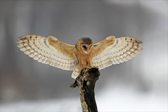 Central European barn owl (Tyto alba guttata), adult, perch, in winter, in snow, spreading wings,