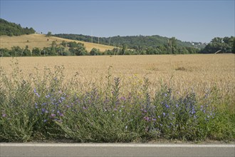 Wildflowers, field edge, Thuringia, Germany, Europe