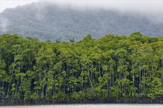 Mangrove forest, rainforest, tropical, tropical forest, tropical, Daintree river, Cape tribulation,