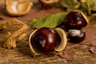 chestnuts