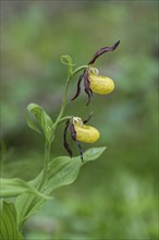 Yellow lady's slipper orchid (Cypripedium calceolus), Kalkalpen National Park, Upper Austria,