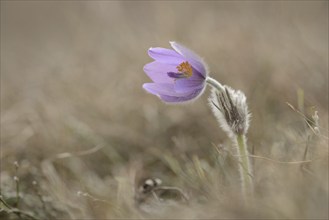 Common Pasque Flower (Pulsatilla vulgaris), Burgenland, Austria, Europe