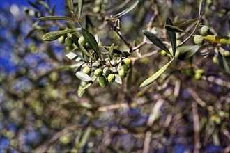 Unripe olives on a branch, olive branch, olive tree (Olea), olive tree, detail, symbolic image