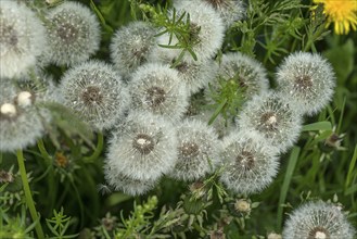 Scalded common dandelion (Taraxacum), Basyern, Germany, Europe