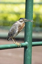 Striated heron (Butorides striata), Salvador, State of Bahia, Brazil, South America