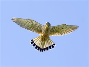 Kestrel, female Common Kestrel (Falco tinnunculus) in flight, shaking, looking for prey, Texel