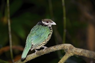 White-eared catbird (Ailuroedus buccoides), captive, occurring on New Guinea