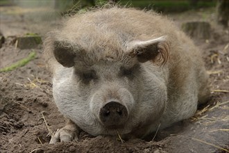 Woolly pig (Sus scrofa domesticus), Lower Saxony, Germany, Europe