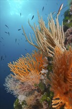 Yellow gorgonian (Eunicella cavolinii) with open polyps, and white gorgonian (Eunicella singularis)