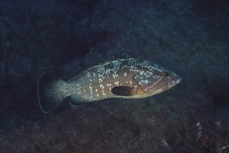 Dusky grouper (Epinephelus marginatus) (Mycteroperca marginatus) in the Mediterranean Sea near