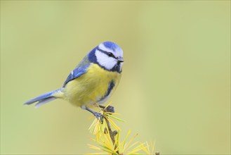 Blue tit (Cyanistes caeruleus) wildlife, sitting on larch branch in autumn, animals, birds,