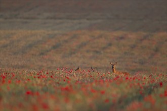 Roe deer (Capreolus capreolus) adult female doe with two young fawns in a farmland wheat field with