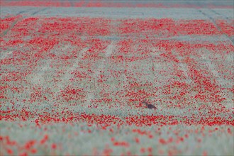 Roe deer (Capreolus capreolus) adult female doe in a farmland wheat field with flowering poppy