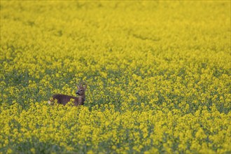 Roe deer (Capreolus capreolus) adult male buck in a summer farmland flowering rapeseed crop,