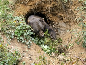 Brown bear (Ursus arctos) brings twigs and leaves into its self-dug den, captive, Germany, Europe