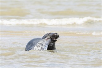 Grey (Halichoerus grypus) seal two adult animals playing in the surf of the sea, Norfolk, England,