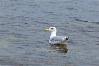 European herring gull (Larus argentatus) drifting in the water, Baltic Sea, Kiel,