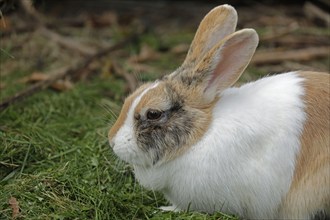 Dutch rabbit, Kiel, Schleswig-Holstein, Germany, Europe