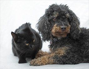 Small poodle, black and tan, and black cat lying next to each other, Kiel, Schleswig-Holstein,