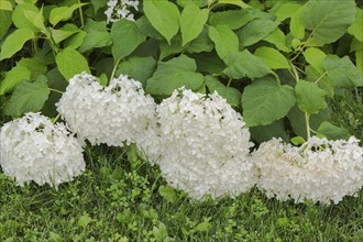 Hills of Snow (Hydrangea arborescens) shrub flowerheads hanging downward from the weight of