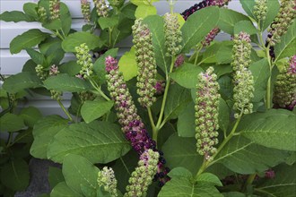 Pokeweed (Phytolacca americana) with fruit starting to ripen in summer, Quebec, Canada, North