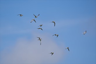 Little terns (Sternula albifrons) flying in the sky, Camargue, France, Europe