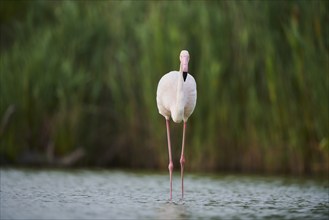 Greater Flamingo (Phoenicopterus roseus) walking in the water, Parc Naturel Regional de Camargue,