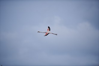 Greater Flamingo (Phoenicopterus roseus), flying in the sky, Parc Naturel Regional de Camargue,