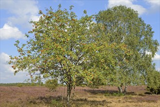 Heath landscape, typical vegetation, european rowan (Sorbus aucuparia) with red fruits, birch