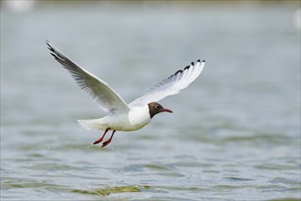 Black-headed gull (Chroicocephalus ridibundus) hunting on the water surface, flying, Camargue,