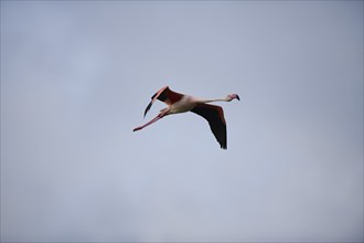 Greater Flamingo (Phoenicopterus roseus), flying in the sky, Parc Naturel Regional de Camargue,