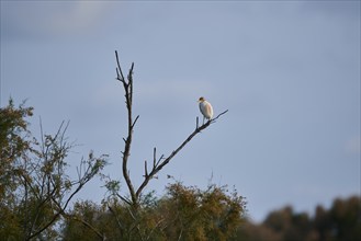 Cattle egret (Bubulcus ibis) standing on a dead tree, Camargue, France, Europe