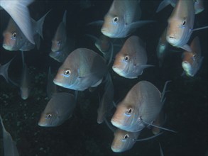 Shoal, group of Slinger sea bream (Chrysoblephus puniceus), Sodwana Bay National Park dive site,