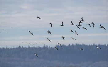 Eurasian Curlew (Numenius arquata) birds in flight over Marshes at winter time