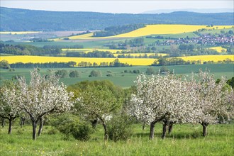 Orchard meadow, apple trees (Malus domestica), cultivated apple, flowering, UNESCO Biosphere