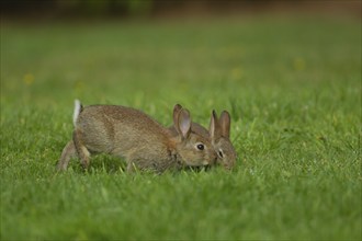 Rabbit (Oryctolagus cuniculus) two juvenile baby animals on a garden lawn, Norfolk, England, United