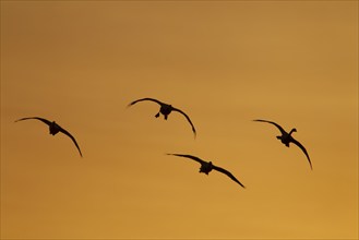 Whooper swan (Cygnus cygnus) four adult birds in flight at sunrise, Cambridgeshire, England, United