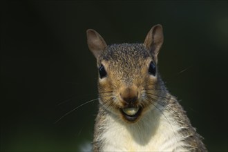 Grey squirrel (Sciurus carolinensis) adult animal with a hazelnut in its mouth, Suffolk, England,