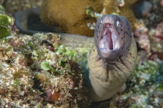 Close-up of small moray eel species geometric moray (Gymnothorax griseus) White moray eel looks