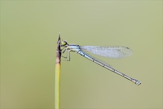 Small red-eyed damselfly (Erythromma viridulum), female, North Rhine-Westphalia, Germany, Europe