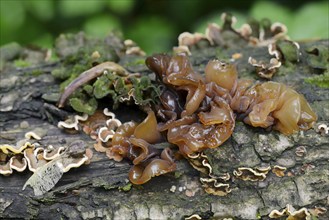 Leafy trembler (Phaeotremella foliacea) or red-brown trembler, North Rhine-Westphalia, Germany,