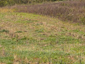 Habitat Fallow land with faded flowering area as cover. Typical habitat for the gray partridge