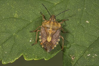 Purple fruit bug (Carpocoris purpureipennis) on a leaf, Baden-Württemberg, Germany, Europe