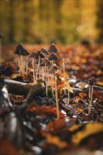 A group of small mushrooms on the autumn forest floor, Calw, Black Forest, Germany, Europe