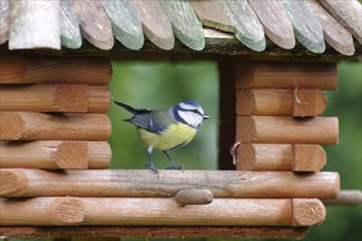 Blue tit (Cyanistes caeruleus), tits, songbird, bird house, garden, colourful, close-up of a blue