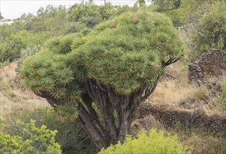 Canary islands dragon tree (Dracaena draco), near Las Tricias, La Palma Island, Spain, Europe