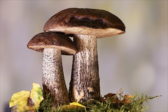 Birch bolete (Leccinum scabrum) grows at the edge of forests, mainly under birch trees, North